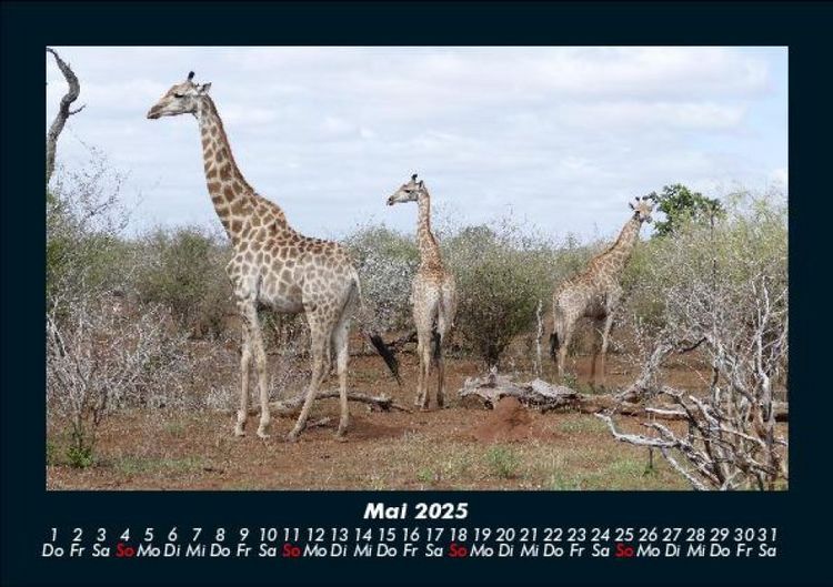 Produktbild: Giraffen 2025 Fotokalender DIN A5