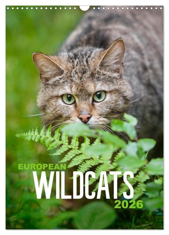 Produktbild: European Wildcats (Wall Calendar 2026 DIN A3 portrait), CALVENDO 12 Month Wall Calendar