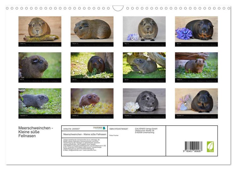 Produktbild: Meerschweinchen - Kleine s&uuml;&szlig;e Fellnasen (Wandkalender 2026 DIN A3 quer), CALVENDO Monatskalender