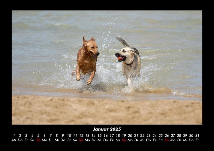 Produktbild: Hunde 2025 Fotokalender DIN A3
