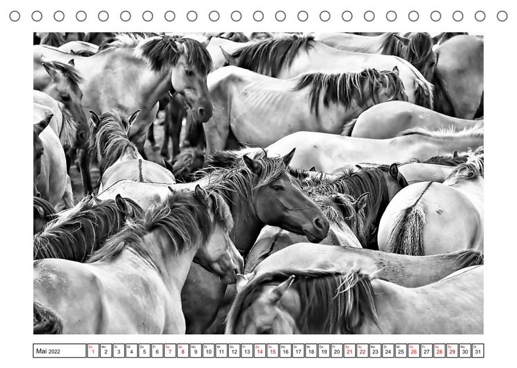 Produktbild: D&uuml;lmener Wildpferde im M&uuml;nsterland in schwarz und wei&szlig; (Tischkalender 2022 DIN A5 quer)
