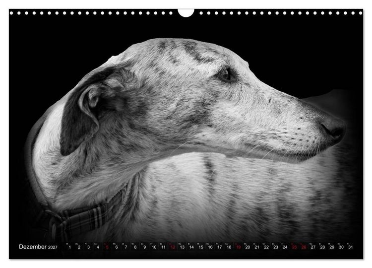 Produktbild: Galgo Espa&ntilde;ol - der spanische Windhund 2027 (Wandkalender 2027 DIN A3 quer), CALVENDO Monatskalender