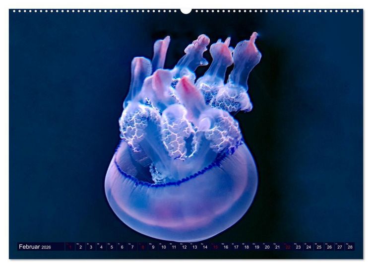Produktbild: In der Welt der Medusen (Wandkalender 2026 DIN A2 quer), CALVENDO Monatskalender