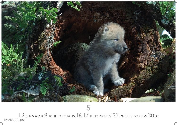 Produktbild: W&ouml;lfe Kalender 2027 &ndash; Wandkalender | Fotokalender Tierkalender 24x35cm - . mit faszinierenden Wolf-Motiven,
