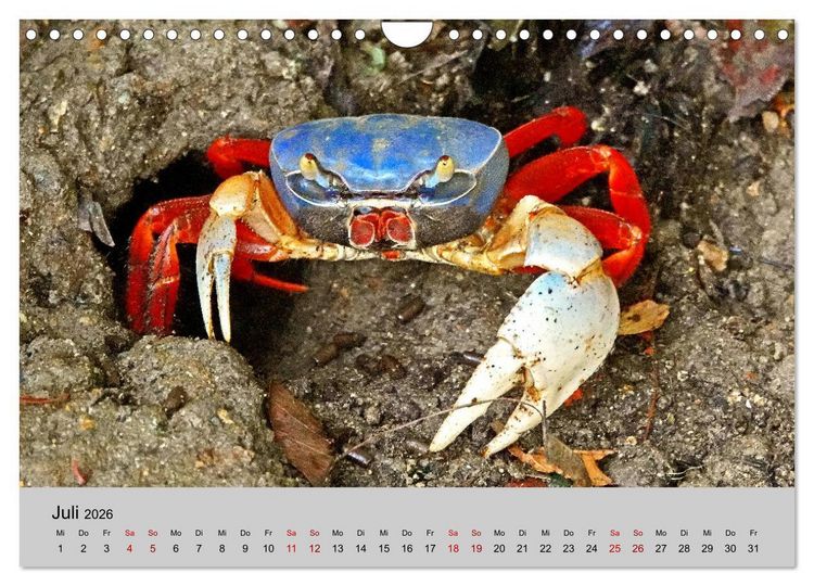 Produktbild: COSTA RICA - Tierische Momente (Wandkalender 2026 DIN A4 quer), CALVENDO Monatskalender