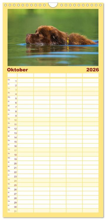 Produktbild: Familienplaner 2026 - Neufundl&auml;nder - Ein b&auml;renstarker Freund mit 5 Spalten (Wandkalender, 21 x 45 cm) CALVENDO