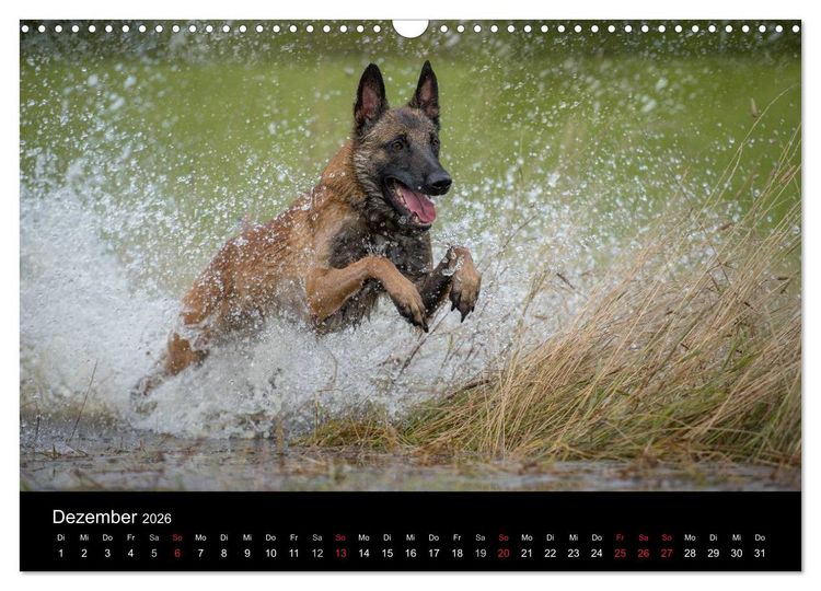 Produktbild: Belgischer Sch&auml;ferhund - Der Malinois in Action (Wandkalender 2026 DIN A3 quer), CALVENDO Monatskalender