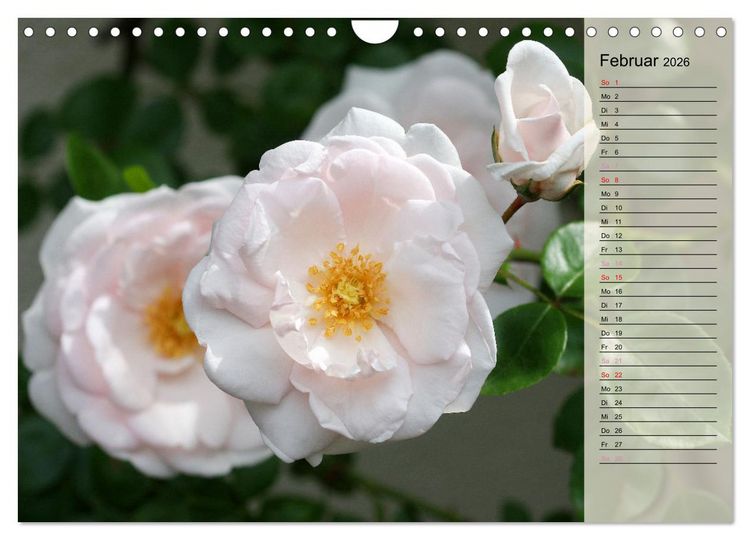 Produktbild: Rosensommer (Wandkalender 2026 DIN A4 quer), CALVENDO Monatskalender