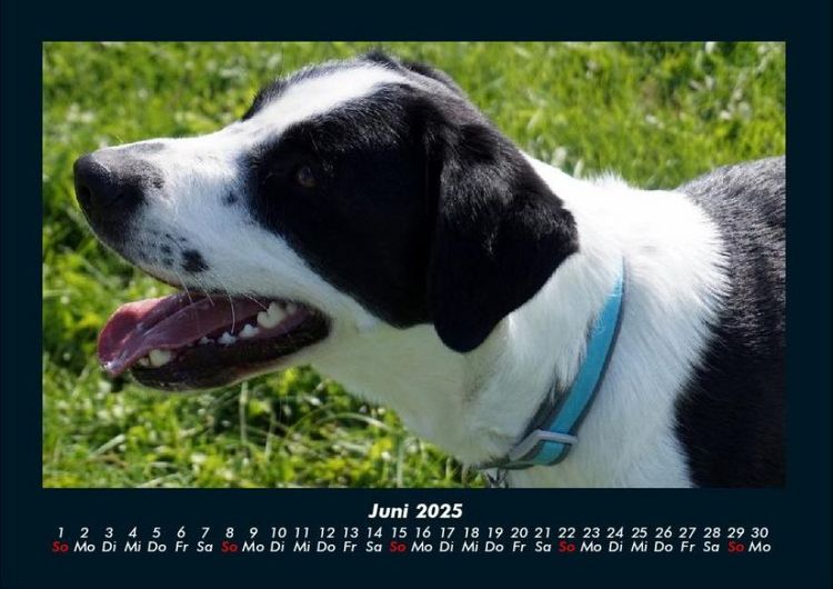 Produktbild: Der Hundekalender 2025 Fotokalender DIN A4