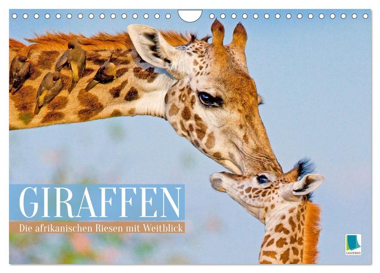 Produktbild: Giraffen: Die afrikanischen Riesen mit Weitblick (Wandkalender 2026 DIN A4 quer), CALVENDO Monatskalender