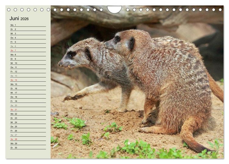 Produktbild: Erdm&auml;nnchen (Wandkalender 2026 DIN A4 quer), CALVENDO Monatskalender