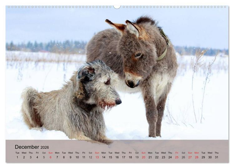 Produktbild: Little Donkey with Friends (High Quality Premium Wall Calendar 2026 DIN A2 landscape),CALVENDO 12 Month Wall Calendar