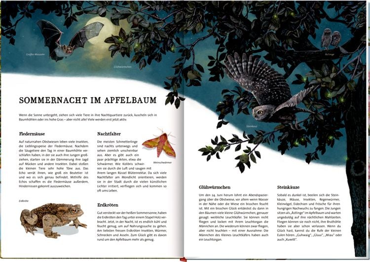 Produktbild: Das gro&szlig;e Buch vom Apfelbaum