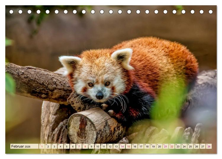 Produktbild: Kleiner Panda (Tischkalender 2026 DIN A5 quer), CALVENDO Monatskalender