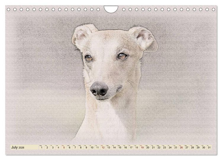 Produktbild: Whippets 2026 (Wall Calendar 2026 DIN A4 landscape), CALVENDO 12 Month Wall Calendar