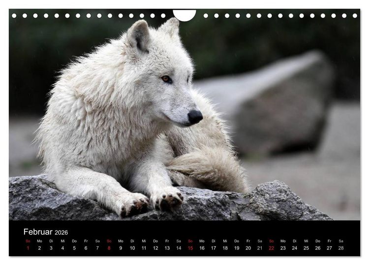 Produktbild: Tiere unserer Erde (Wandkalender 2026 DIN A4 quer), CALVENDO Monatskalender