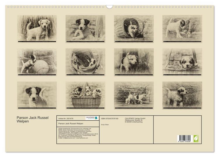 Produktbild: Parson Jack Russel Welpen (Wandkalender 2026 DIN A2 quer), CALVENDO Monatskalender