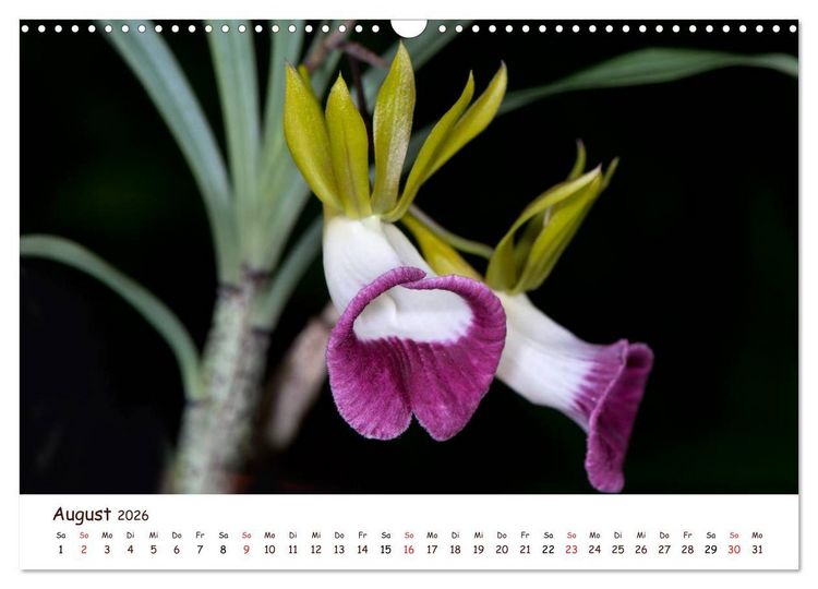 Produktbild: Orchideenzauber (Wandkalender 2026 DIN A3 quer), CALVENDO Monatskalender