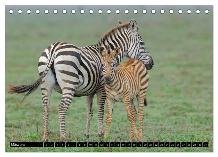 Produktbild: Magie des Augenblicks - Tierkinder - klein, aber wild (Tischkalender 2026 DIN A5 quer), CALVENDO Monatskalender