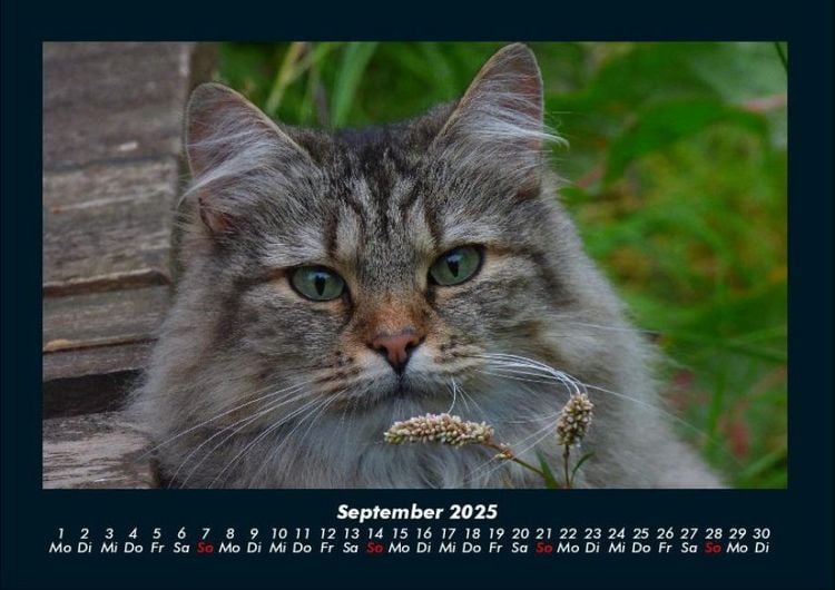 Produktbild: Katzen 2025 Fotokalender DIN A4