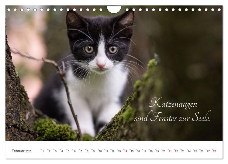 Produktbild: Kitten auf Entdeckungsreise (Wandkalender 2026 DIN A4 quer), CALVENDO Monatskalender