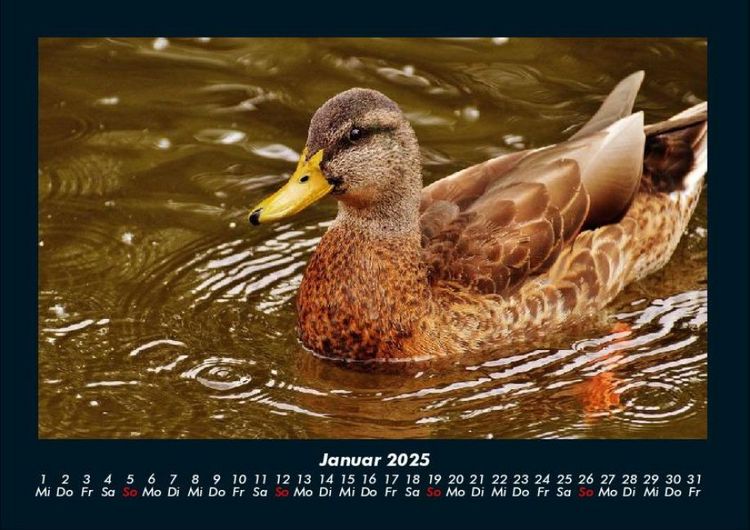 Produktbild: Welt der V&ouml;gel 2025 Fotokalender DIN A4