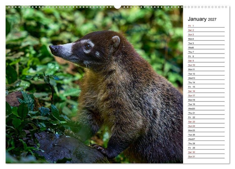 Produktbild: Feel the Wild &ndash; Costa Rica (High Quality Premium Wall Calendar 2027 DIN A2 landscape),CALVENDO 12 Month Wall Calendar