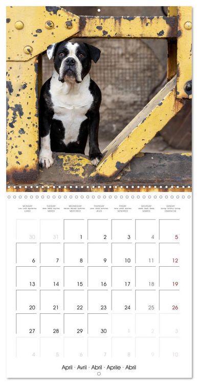 Produktbild: City dogs in the landscape park (Wall Calendar 2026 12 &times; 12 Inch) CALVENDO 12 Month Wall Calendar