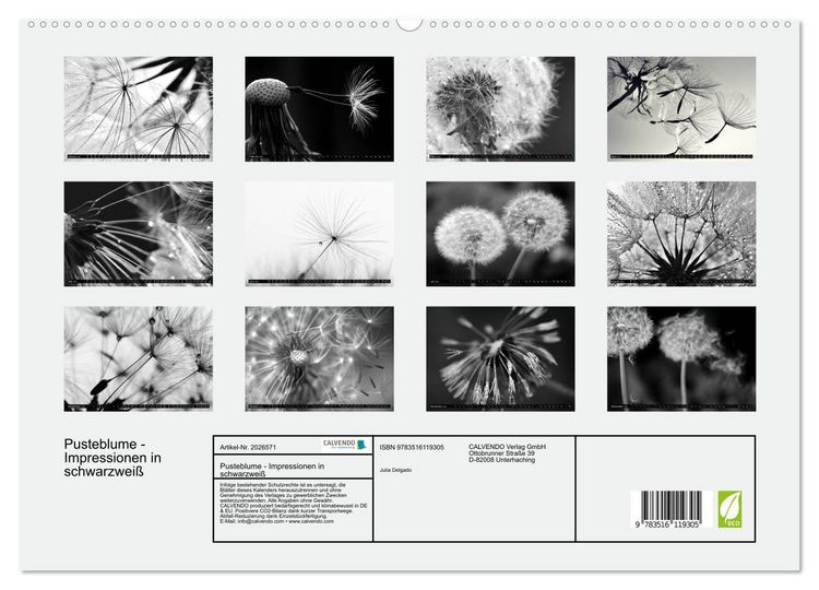 Produktbild: Pusteblume - Impressionen in schwarzwei&szlig; (hochwertiger Premium Wandkalender 2026 DIN A2 quer), Kunstdruck in Hochglanz