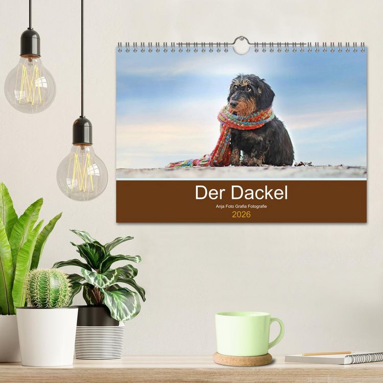 Produktbild: Der Dackel (Wandkalender 2026 DIN A4 quer), CALVENDO Monatskalender