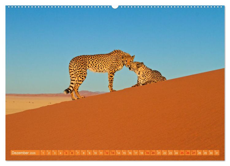 Produktbild: Afrikas Tierwelt - Geparde (hochwertiger Premium Wandkalender 2026 DIN A2 quer), Kunstdruck in Hochglanz