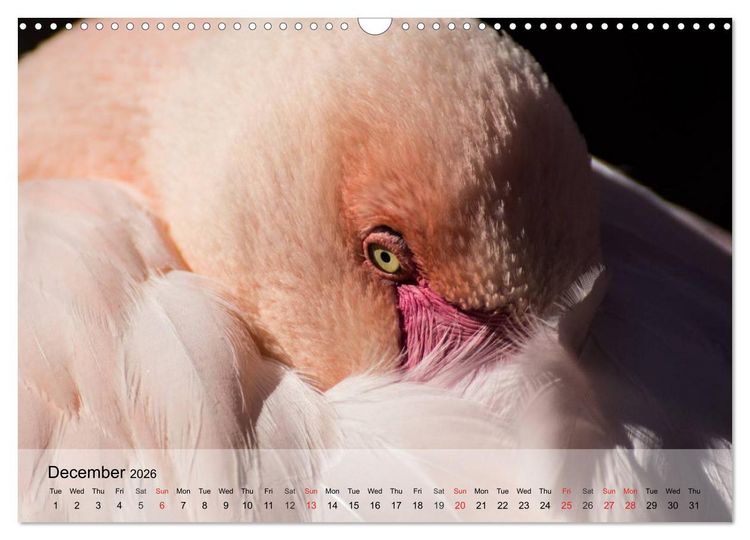 Produktbild: Flamingos Think pink (Wall Calendar 2026 DIN A3 landscape), CALVENDO 12 Month Wall Calendar
