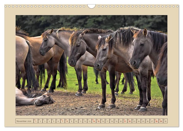 Produktbild: D&uuml;lmener Wildpferde im M&uuml;nsterland (Wandkalender 2026 DIN A3 quer), CALVENDO Monatskalender