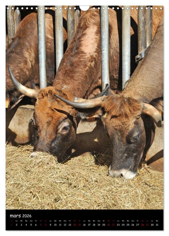 Produktbild: Vaches d'Aubrac (Calendrier mural 2026 DIN A3 horizontal), CALVENDO calendrier mensuel