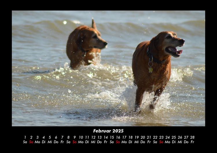 Produktbild: Hunde 2025 Fotokalender DIN A3