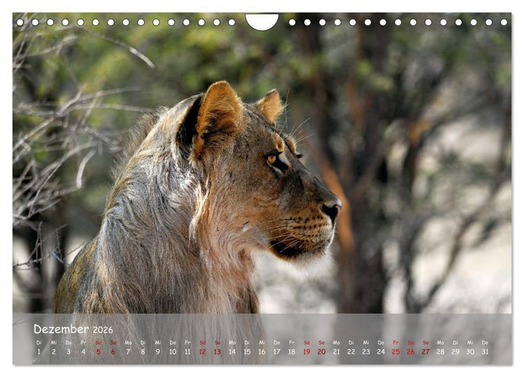 Produktbild: Kgalagadi - Fauna und Wildtiere in der Kalahari (Wandkalender 2026 DIN A4 quer), CALVENDO Monatskalender