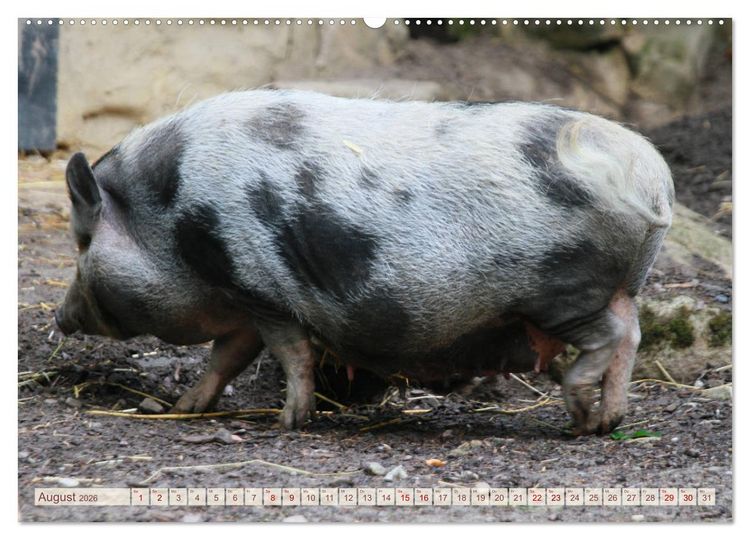 Produktbild: Tierische Schweinerei (Wandkalender 2026 DIN A2 quer), CALVENDO Monatskalender