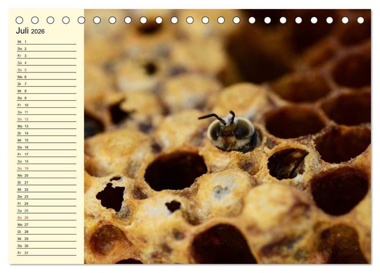 Produktbild: Flei&szlig;ige Bienen. Von der Bl&uuml;te bis zum Honig (Tischkalender 2026 DIN A5 quer), CALVENDO Monatskalender