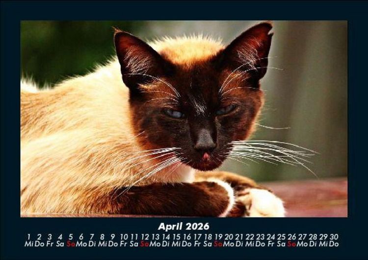 Produktbild: F&uuml;r Katzenfreunde 2026 Fotokalender DIN A5