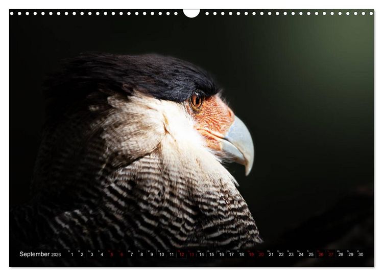 Produktbild: Wild Animals - Wilde Tiere (Wandkalender 2026 DIN A3 quer), CALVENDO Monatskalender