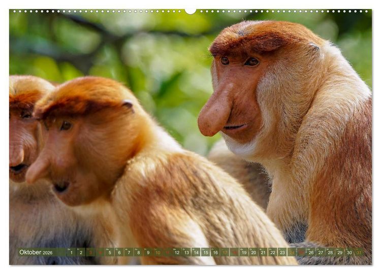 Produktbild: Nasenaffen von Borneo (Wandkalender 2026 DIN A2 quer), CALVENDO Monatskalender