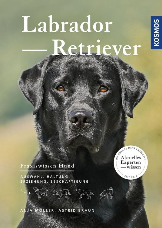 Produktbild: Labrador Retriever