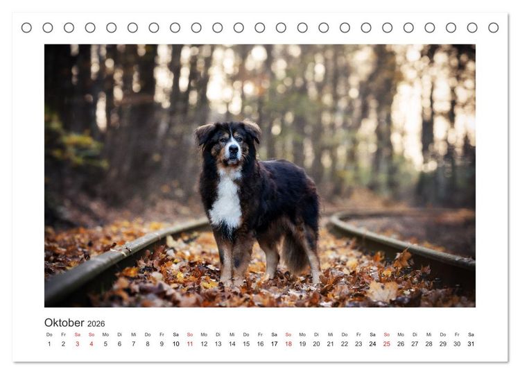 Produktbild: Herzenshunde 2026 (Tischkalender 2026 DIN A5 quer), CALVENDO Monatskalender
