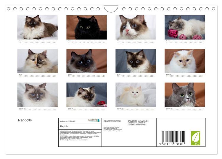 Produktbild: Ragdolls (Wandkalender 2026 DIN A4 quer), CALVENDO Monatskalender