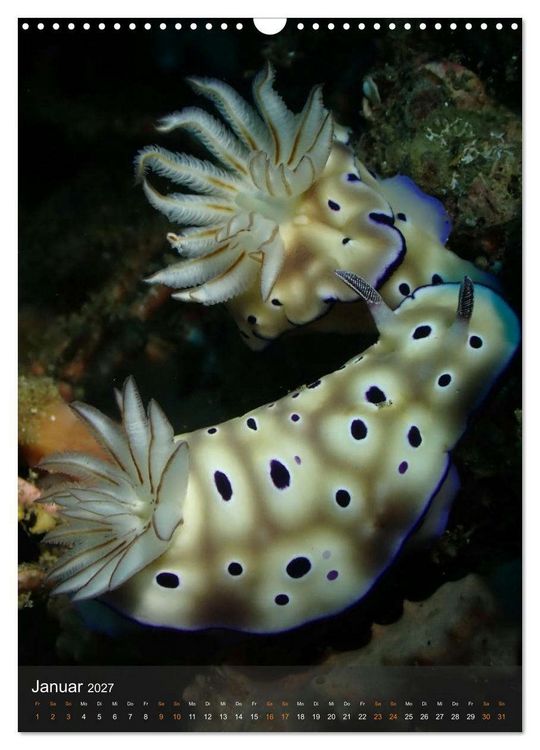 Produktbild: Nudibranches Meeresnacktschnecken aus Nord-Sulawesi (Wandkalender 2027 DIN A3 hoch), CALVENDO Monatskalender
