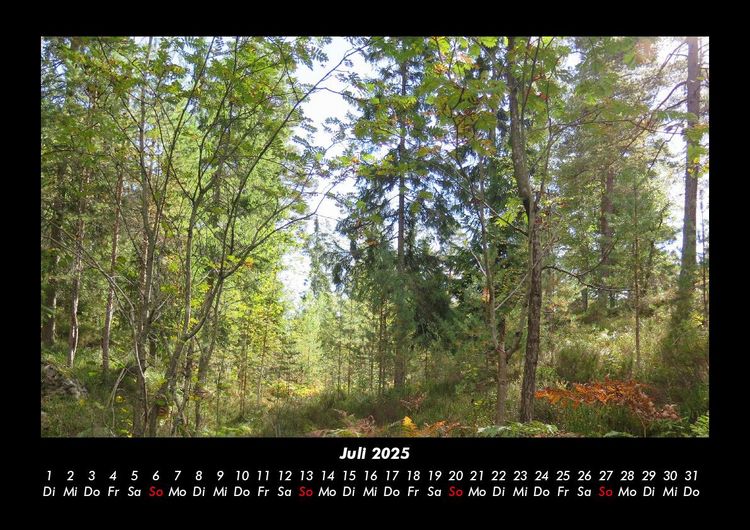 Produktbild: B&auml;ume 2025 Fotokalender DIN A3