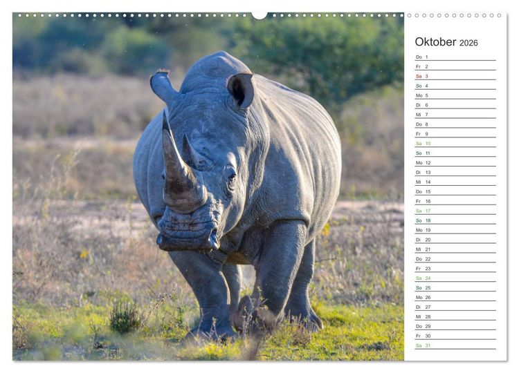Produktbild: Nash&ouml;rner - Sanfte Riesen (hochwertiger Premium Wandkalender 2026 DIN A2 quer), Kunstdruck in Hochglanz