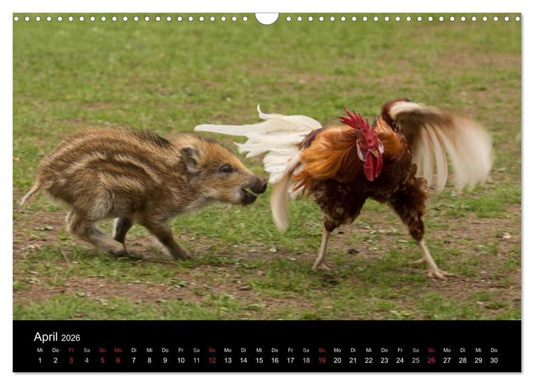 Produktbild: Kleine Schweinereien (Wandkalender 2026 DIN A3 quer), CALVENDO Monatskalender