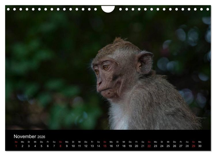 Produktbild: Affentheater (Wandkalender 2026 DIN A4 quer), CALVENDO Monatskalender