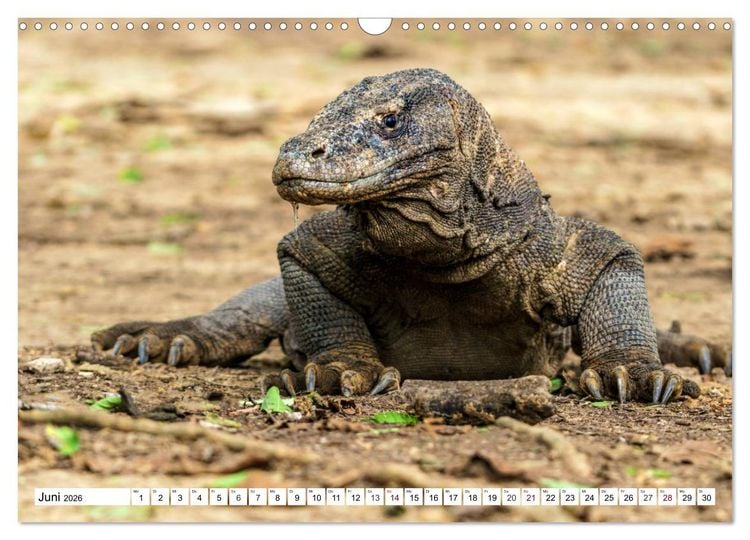 Produktbild: Indonesien - Inselparadies Flores & Komodo (Wandkalender 2026 DIN A3 quer), CALVENDO Monatskalender